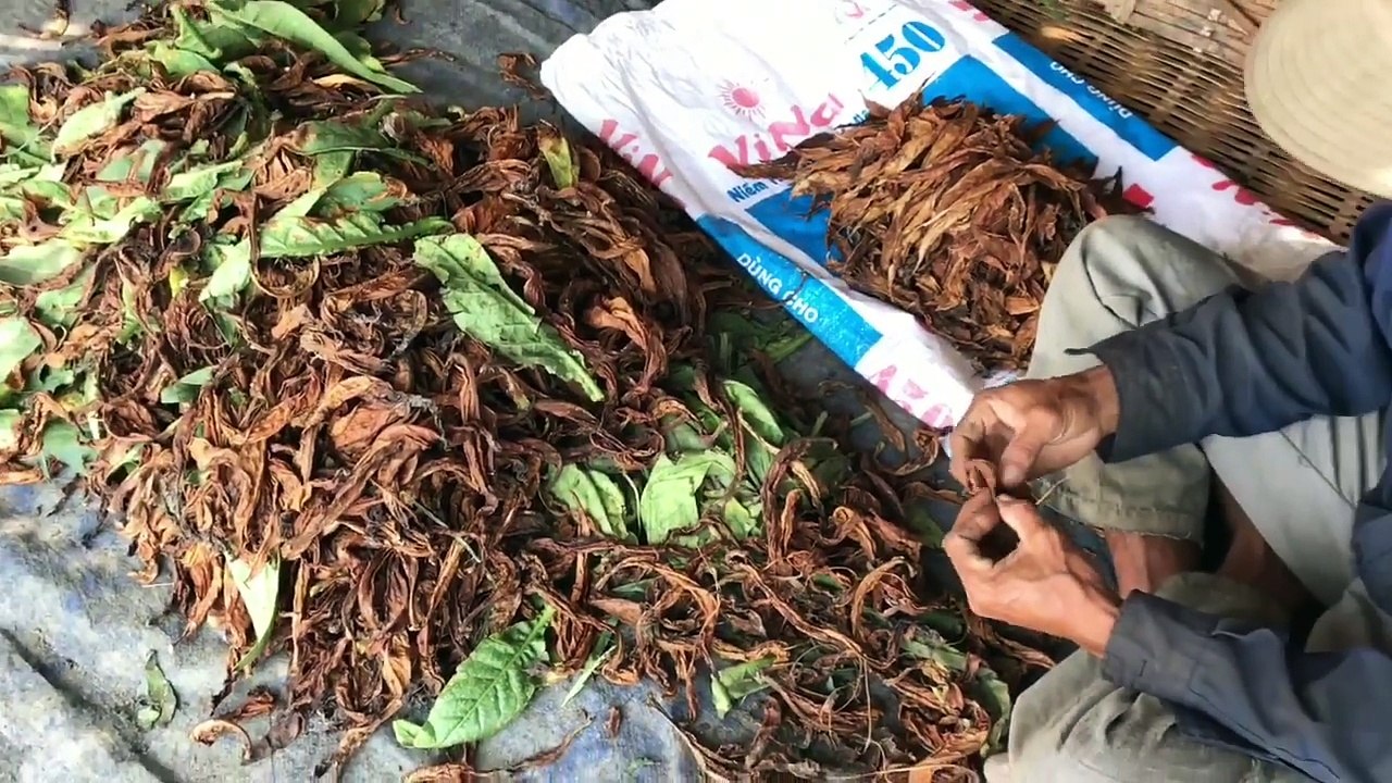 Điếu Cày Huyền Thoại Và Thuốc Lào Gò Vấp,Mối Lương Duyên Bắc Nam Gắn Bó Keo Sơn.