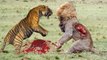 Most Amazing Animal Attack - Leopard, Shark, Tiger, Wolves, Bear, Crocodile etc.