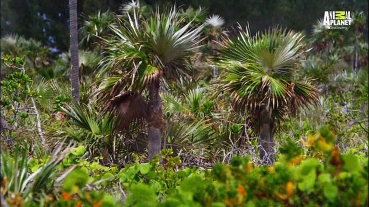 Bahama Selvagem - Terra de Maravilhas 480p HDTV-Master