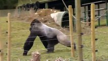 Kasıla Kasıla İki Ayağının Üzerinde Yürüyen Goril