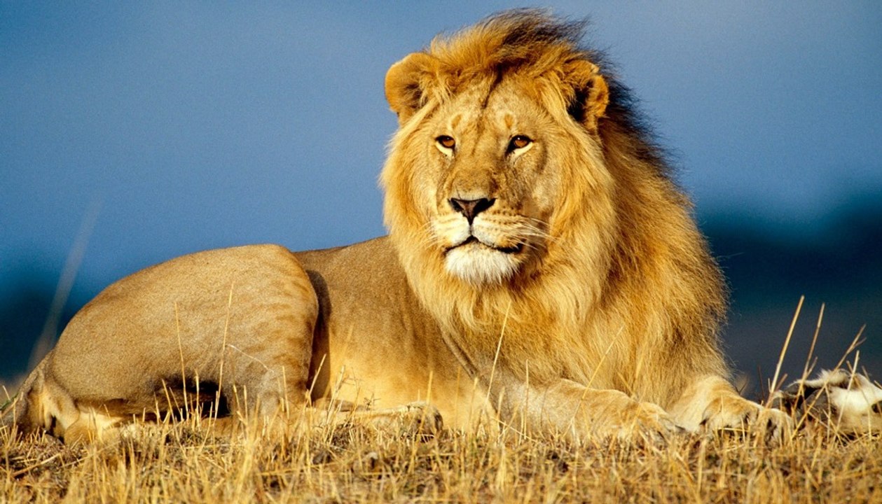 The King's Pride - Big Cats Of The Timbavati - Wildlife Documentary HD