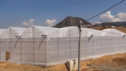 Sebze Meyve İhracatındaki Kriz, Muz Üreticisine Yaradı