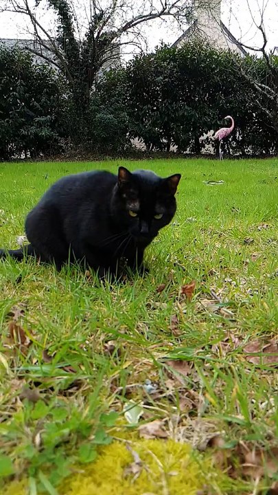 Un chat mignon en slow motion