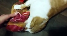 Un chat ne veut pas rendre le pain
