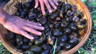 How To Catch And Cook Snails - Fried Snails Hot Spicy Basil Recipe-aWsEO0qySGw