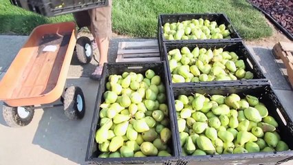 Richard Goldfarb MD - Cholesterade segment