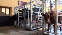 Bursa Bakan Çelik Damızlık Sığırlarına Embriyo Transferi Törenine Katıldı -2