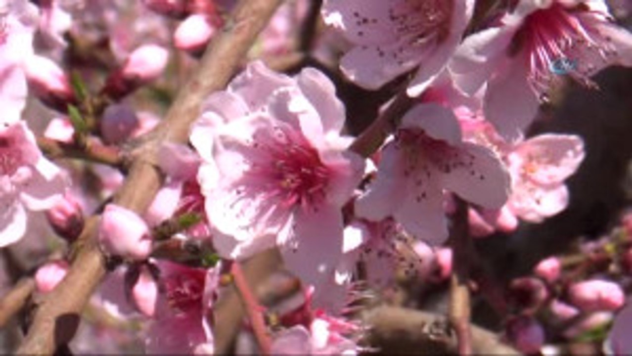 Tokat Gıda Tarım ve Hayvancılık Müdürü Orhan Şahin: "Gıda, Tarım ve Hayvancılık Bakanlığı, Ürününü...
