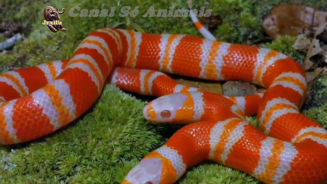 Top animais selvagens, COBRA DE DUAS CABEÇAS, Animals, Confrontos animais, Serpentes atacando animais e humanos, Li