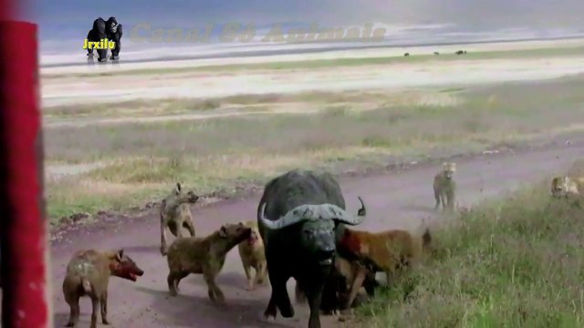 HYENAS VS BÚFALO, Top animais selvagens, Animais selvagens atacando, Animals, Confrontos animais,