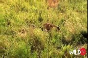 CRAZIEST Animal Attack - Lion Kill  Buffalo, Crocodile, Elephant, Deer, Zebra