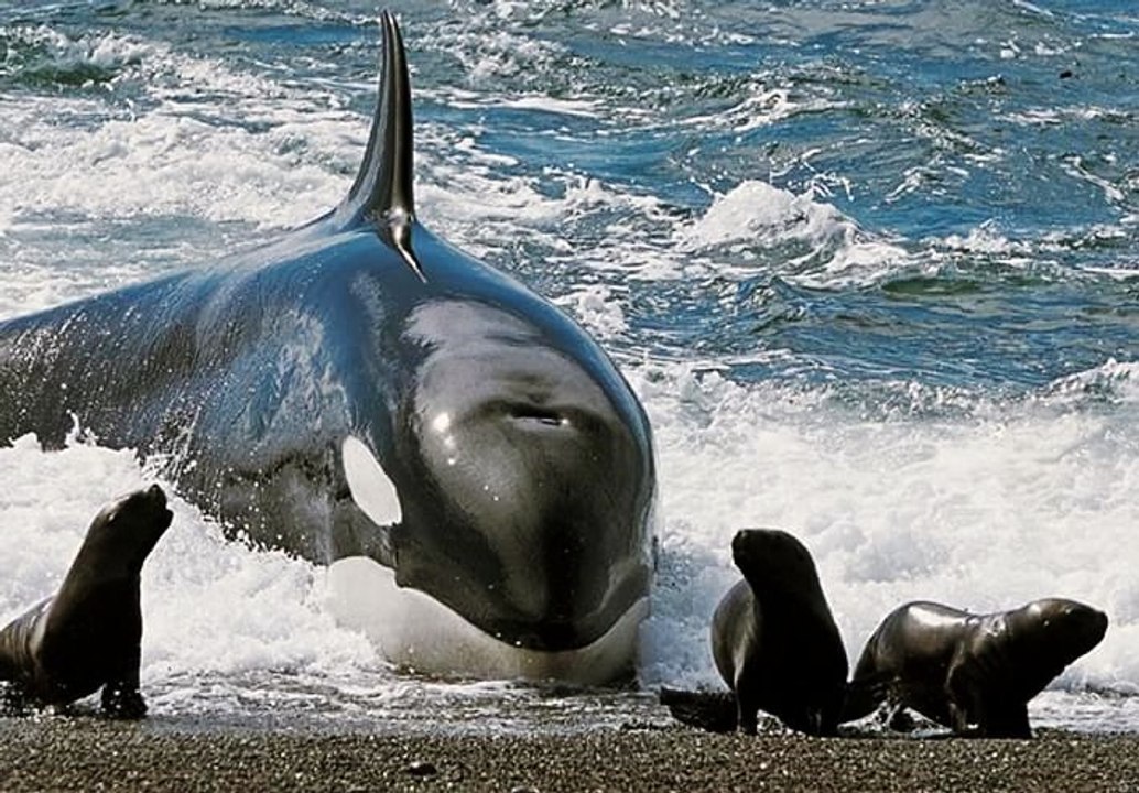 batalhas de animais selvagens, mundo animal, confrontos animais, animais selvagens atacando