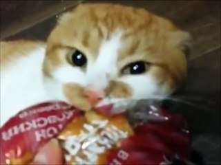 Ce chat est vraiment trop gourmand !