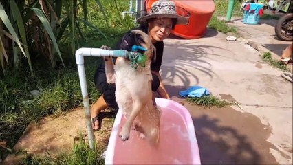 Pug Getting a Scrub in a Tub