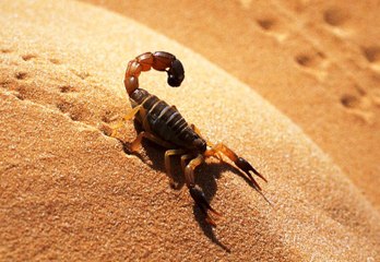 ESCORPIÃO DO DESERTO, VIDA SELVAGEM, REINO ANIMAL