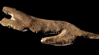 Ice Age Art Leaping or Crouching Lion (28-29,000 years old)
