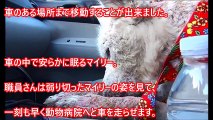 【衝撃】ゴミ処理場から助け出された犬 美しいハスキー犬に戻るまでの 奇跡のストーリー【感動】