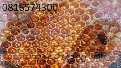 0816574300 Jual Madu Anak Halmahera Barat