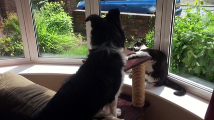 Best Funny Videos - Dogs scared of cats