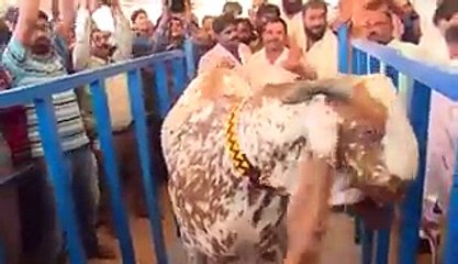 Biggest Cow gets famous in Gulf Countries and Middle East