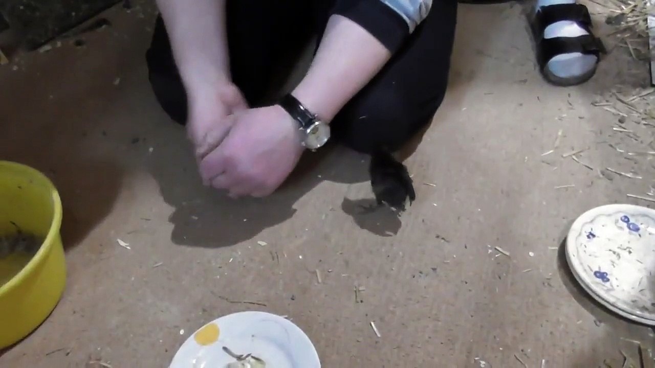 Erwin vs. watch-jOwZra_JoH0