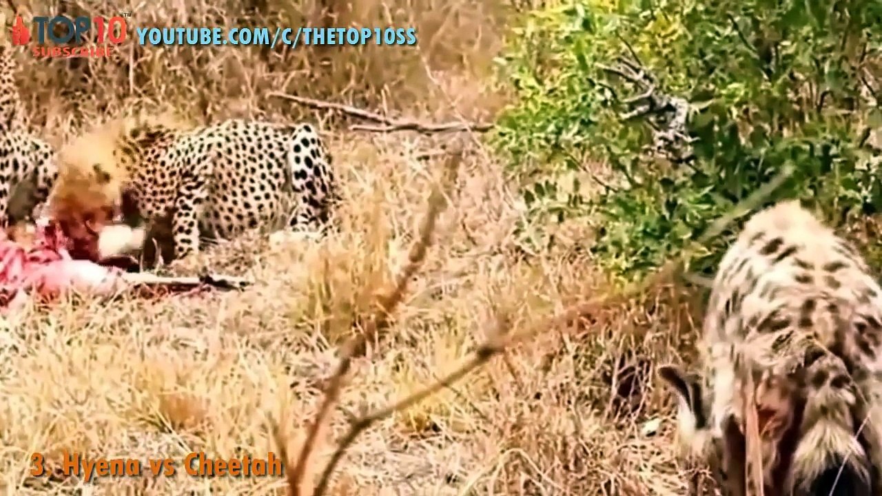 #21. TOP 10 HYENAS ATTACK -- Hyenas vs Cheetah, Wild Dogs, Buffalo, Wildebeest,...