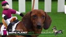 The Gold Pup - Dogs racing like horses