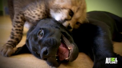 Cheetahs and Puppies Grow Up To Become Best Friends