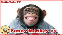 Funny Monkey -Fuuny Monkey Video -Must watch-waqas ahmad video