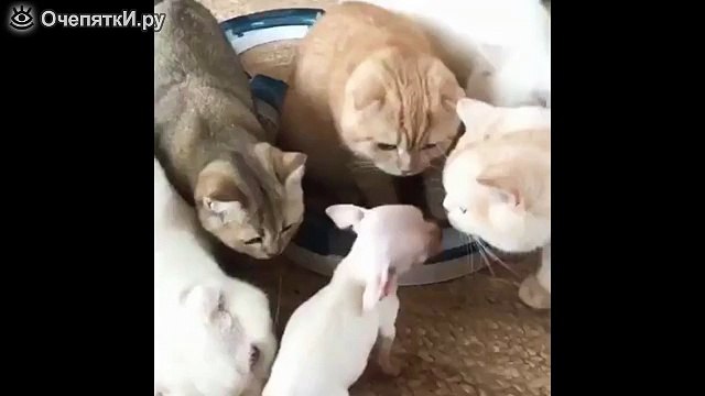 Ты что за чудо-юдо