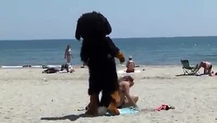 This Guy In A Dog Suit Pulls Funny Pranks instagram @dante.kramer
