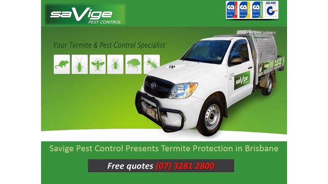 Savige Pest Control Presents Termite Protection in Brisbane