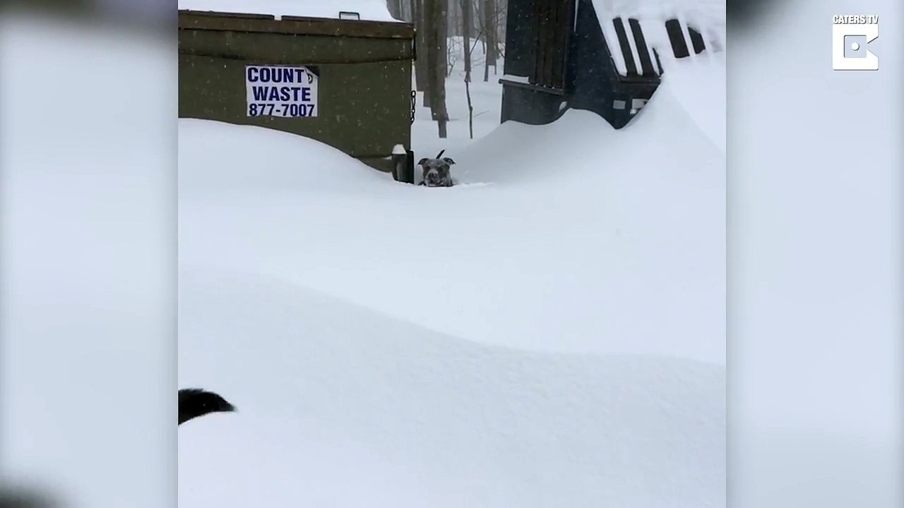 German Shepherd Rescued Dog Trapped In Snow
