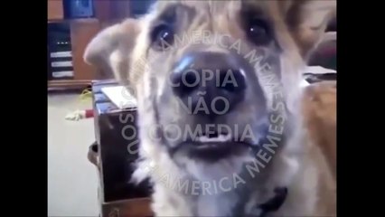 Mc Filhote - Dog Tam Tam