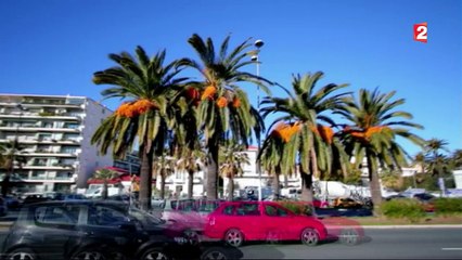 Jardin - Les palmiers en danger