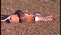 Giant Snake Eats man Alive - Largest Python Snake - Biggest Anaconda A