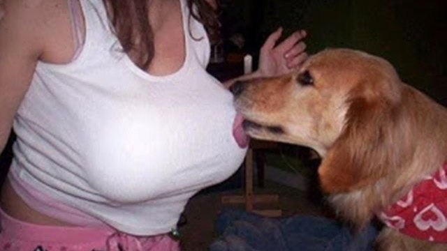 Funny videos 2017 - Funny fails Funny animals Funny dogs and cats Pranks Try not to laugh 2017