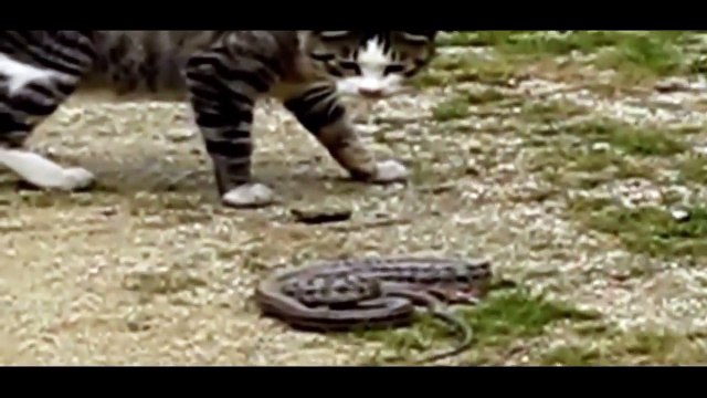 Funny Cats vs Snakes 2017 - Best Funny Cat Videos