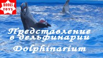 Дельфинарий представление в дельфинарии Dolphinarium