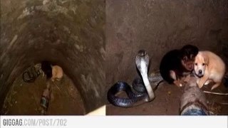 Cobra Snake Protects Puppies That Fell Into A Well