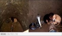 Cobra Snake Protects Puppies That Fell Into A Well