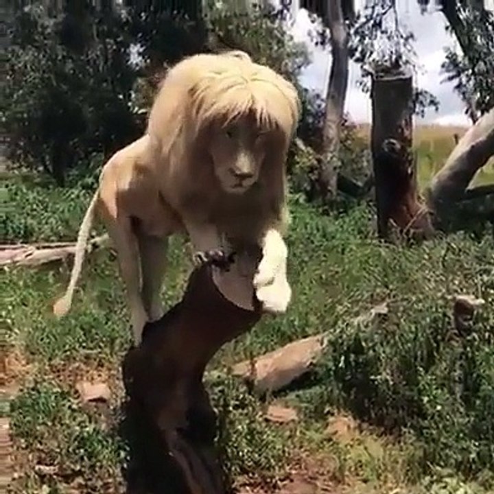 Attention ce n'est pas une peluche....Trop mignon le lion