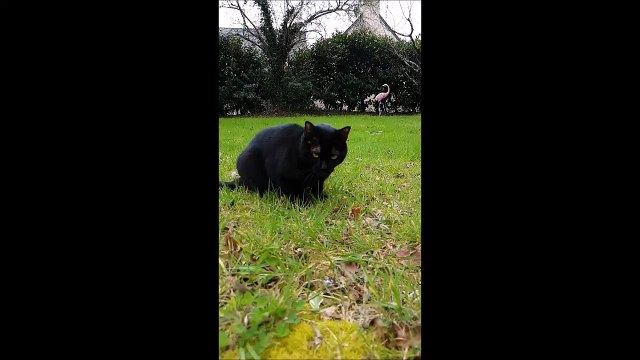 T'as déjà vu un chat vomir au ralenti....