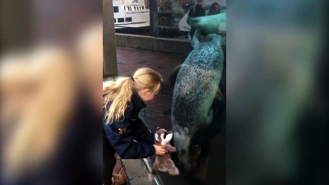 Elle joue avec un lion de mer à travers la vitre de l'aquarium... Adorable