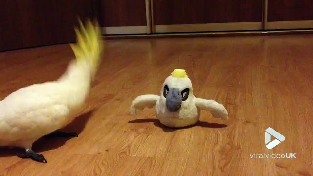 Quand un perroquet rencontre une peluche perroquet : moment trop mignon
