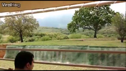 Cette lionne va tenter le saut impossible...