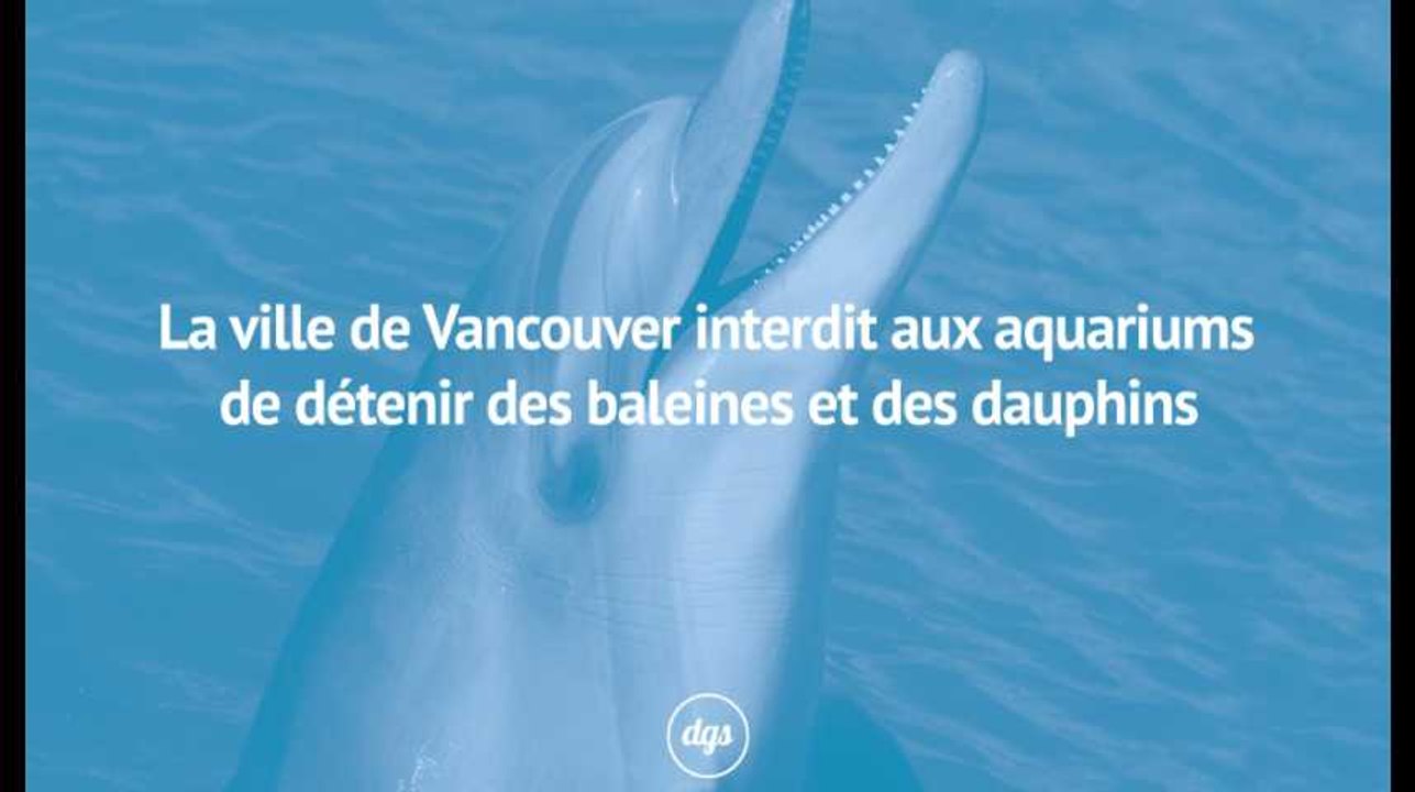 La ville de Vancouver interdit aux aquariums de détenir des baleines et des dauphins