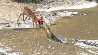 crocodile attack deer