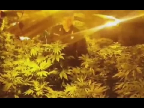 Casamassima (BA) - Marijuana, arrestati due coniugi col pollice verde (01.04.17)