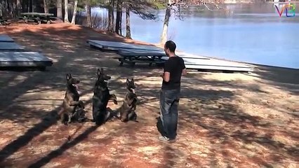 Extreme Trained & Disciplined Malinois Dogs